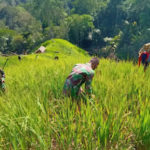 Dorong Kemajuan Petani, Anggota Satgas TMMD Tapsel Dampingi Perawatan Padi