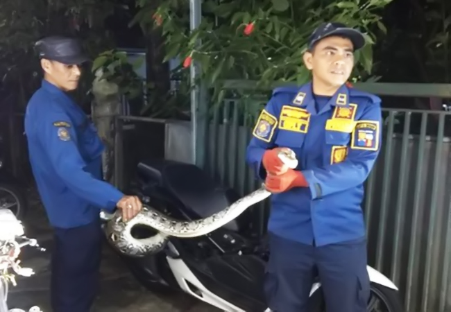 Tim Damkar Evakuasi Ular Sanca 3 Meter di Bogor Selatan